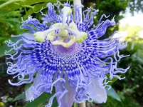 confetto.webp