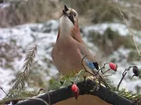 P1020207.webp