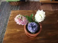 Hyacinthen 01-16..webp