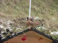 P1020314.webp