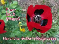 Stupsi H&G  Geb.2016.webp