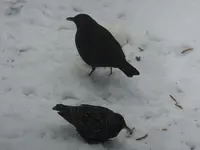 DSCF9154.webp