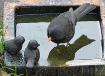P1000100 Amsel Wasser.jpg
