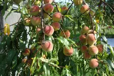 DSC08813_.webp