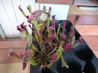 P1020408.webp
