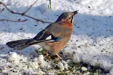 Eichelhäher_4088.webp