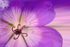 k-Blume9-collage.jpg