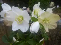 P1010577.webp