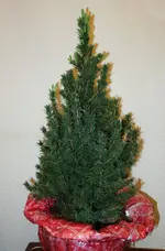 nbknnt16 (2).webp