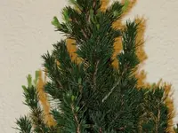 nbknnt16 (1).webp