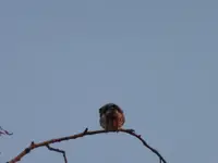 P1020517.webp