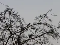 P1020501.webp