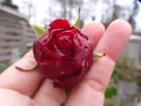 P1010931.webp