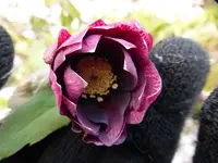P1020446.webp