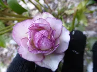 P1020455.webp