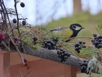 P1020433.webp
