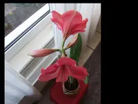Amaryllis Rosa 22.01.16.webp