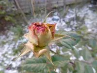 P1020444.webp