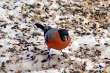 Gimpel__0009.webp