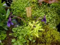 Pinguicula grandiflora_01.06.2013.webp