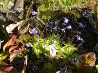 Pinguicula vulgaris in Blüte_20.05.2013.webp