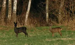 Moor_Bock_Rehwild_2 of a kind_Gegensatz_schwarz_braun2_900.webp