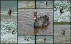 schwarze Schwaenev.webp