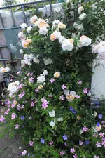 DSCF1861 (2).webp