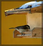 comp_DSC00659.webp