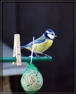 comp_DSC00657.webp