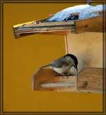 comp_DSC00662.webp