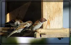 comp_DSC00672.webp