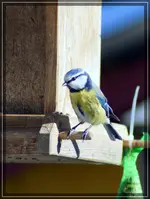 comp_DSC00654.webp