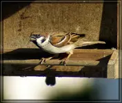 comp_DSC00684.webp