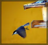 comp_DSC00660.webp