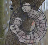 buntspecht1.webp
