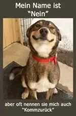12541125_1024201667640370_8768791224486872703_n.webp