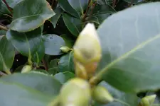 SAM_0692.webp