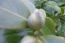SAM_0693.webp