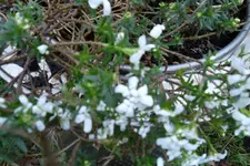 SAM_0695.webp