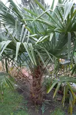 SAM_0697.webp