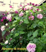 IMG_4926-001.webp
