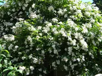 DSCN8451.webp