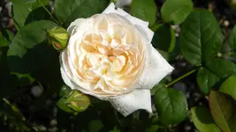 DSCN2972.jpg