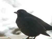 DSCN9997.webp