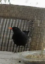 DSCN9979.webp