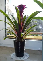 P1040831 gaz.webp
