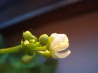 DSC04753.jpg
