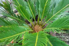 SAM_0702.webp