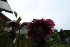 SAM_0704.webp